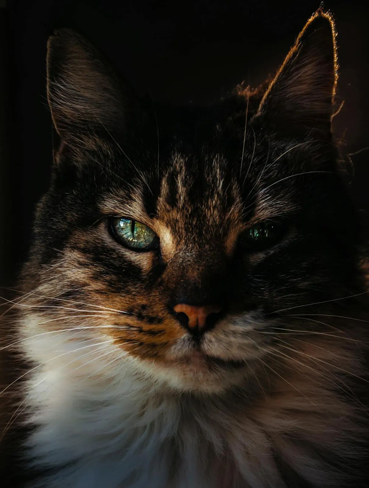 pexels-jessica-olivella-555697728-30116448